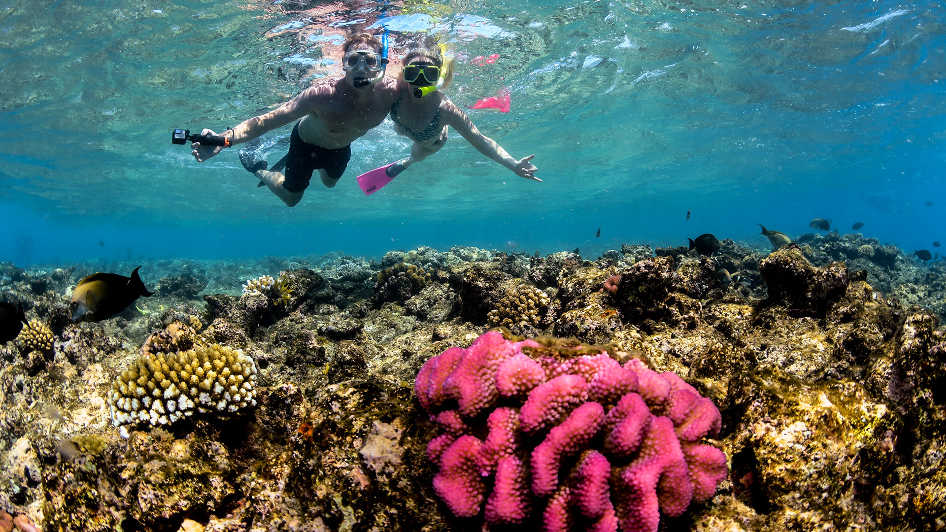 Maxim Isparavajte embargo tour to great barrier reef from cairns great ...